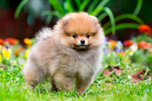 Koji pokupi nadimak za spitz? Koji pokupi nadimak za spitz?